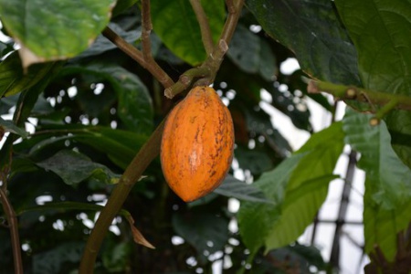В пермском университете созрел плод какао