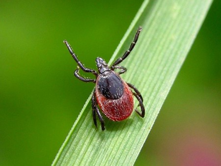 9 тысяч жителей Пермского края были укушены таежными клещами