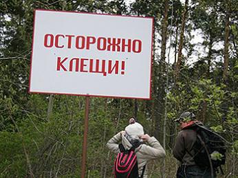 От укусов клещей за две недели в Пермском крае пострадали более 3700 человек