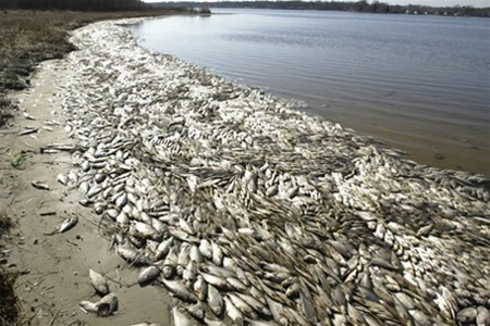 Минприроды: в массовой гибели рыбы виноваты фермеры