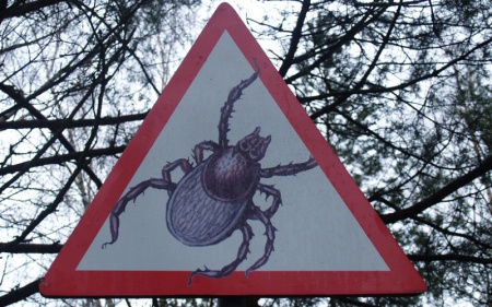 Клещи все продолжают кусать, в Прикамье 178 человек пострадали от их укусов на прошлой неделе