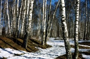 На этой неделе в Пермском крае потеплеет до +12°