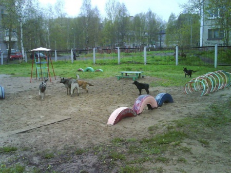 Бродячие собаки поселились на территории детского сада на Гайве в Перми