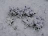 Крокусы под снегом ... 27 апреля 2010